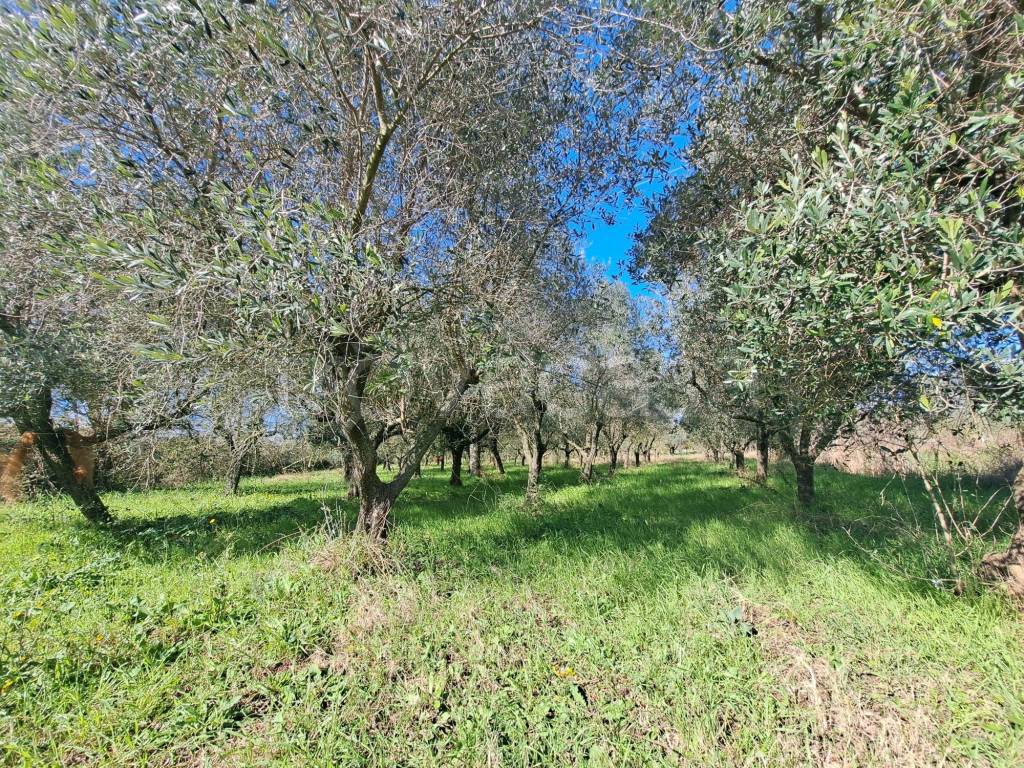 Terreno Agricolo in vendita a Pontecagnano Faiano via Lago Laceno