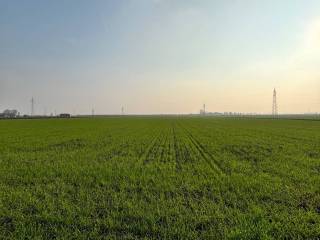 Azienda agricola in in vendita da privato a castelguglielmo strada statale transpolesana