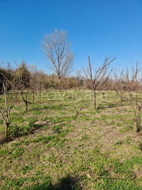 Terreno Agricolo in vendita a Somma Vesuviana via Fosso dei Leoni
