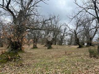 Terreno agricolo in vendita a vallerano localita' cavorce