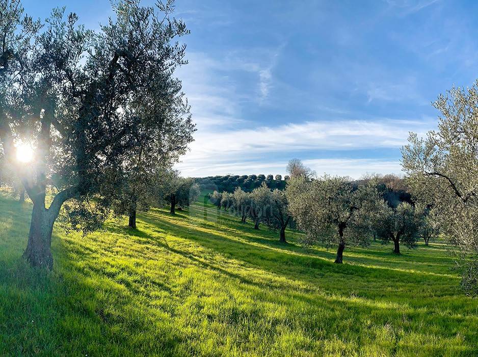 immagine annuncio 2 di 11