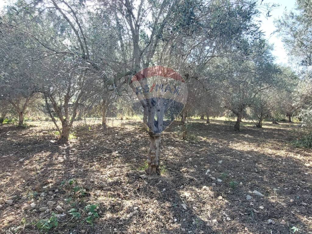 Terreno Agricolo in vendita a Cinisi via Ralli, Snc
