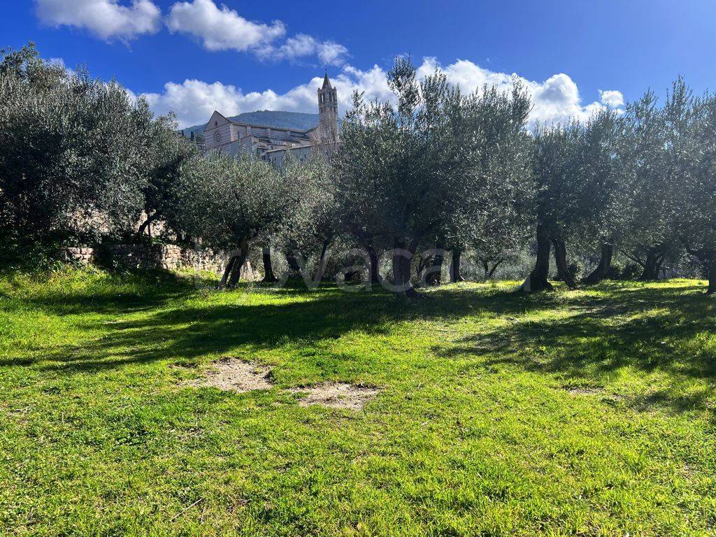 Terreno Agricolo in vendita ad Assisi via Moiano