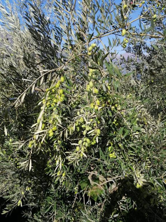 immagine annuncio 7 di 8
