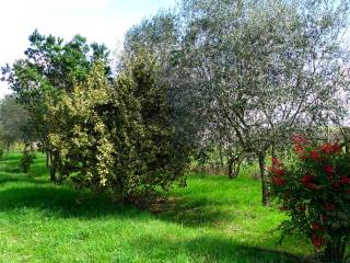 Terreno agricolo in vendita a orte san michele