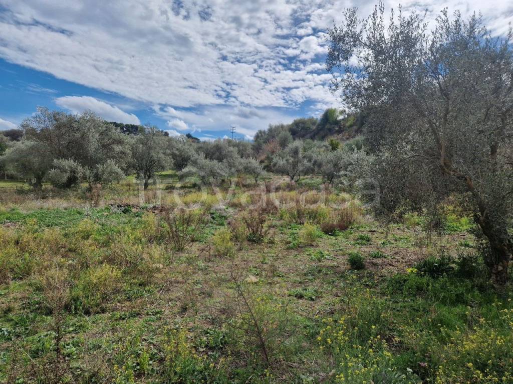 immagine annuncio 5 di 12