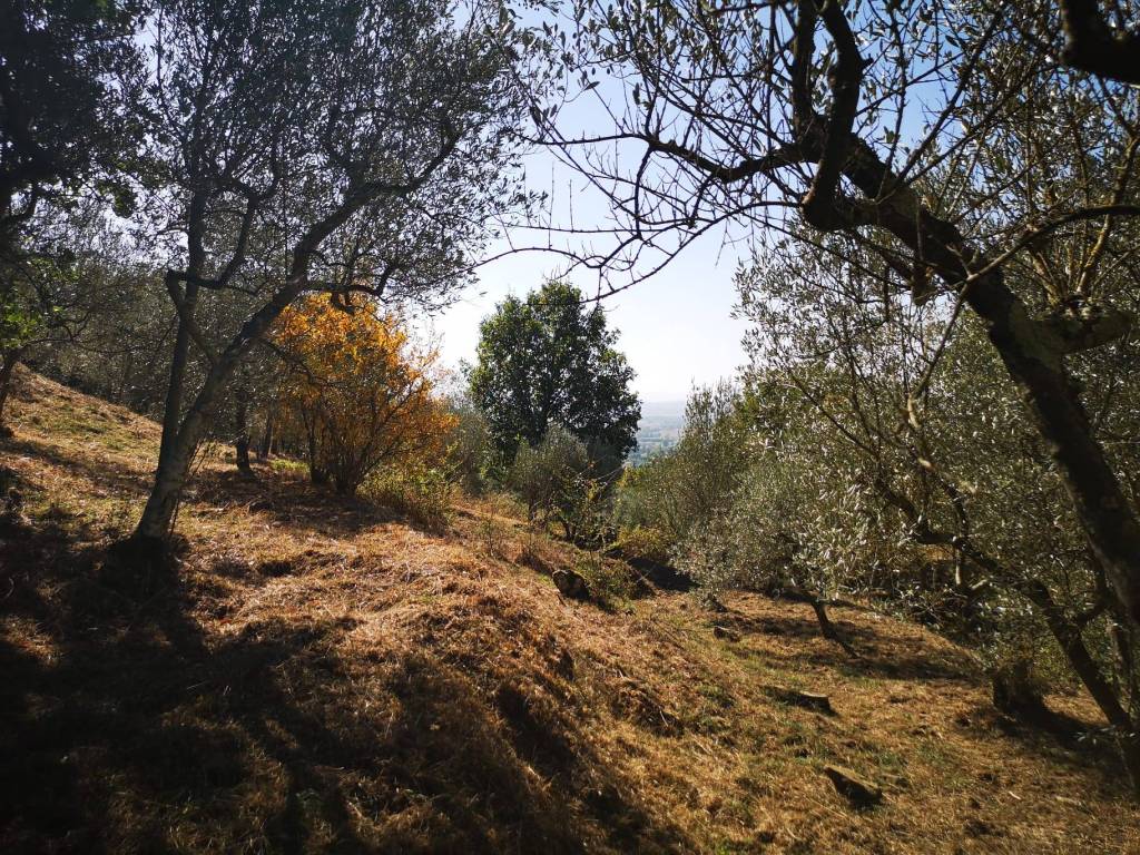 immagine annuncio 7 di 11