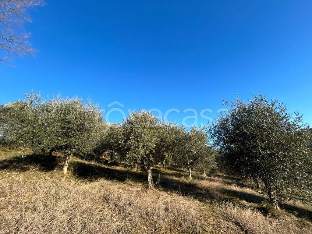immagine annuncio 2 di 6