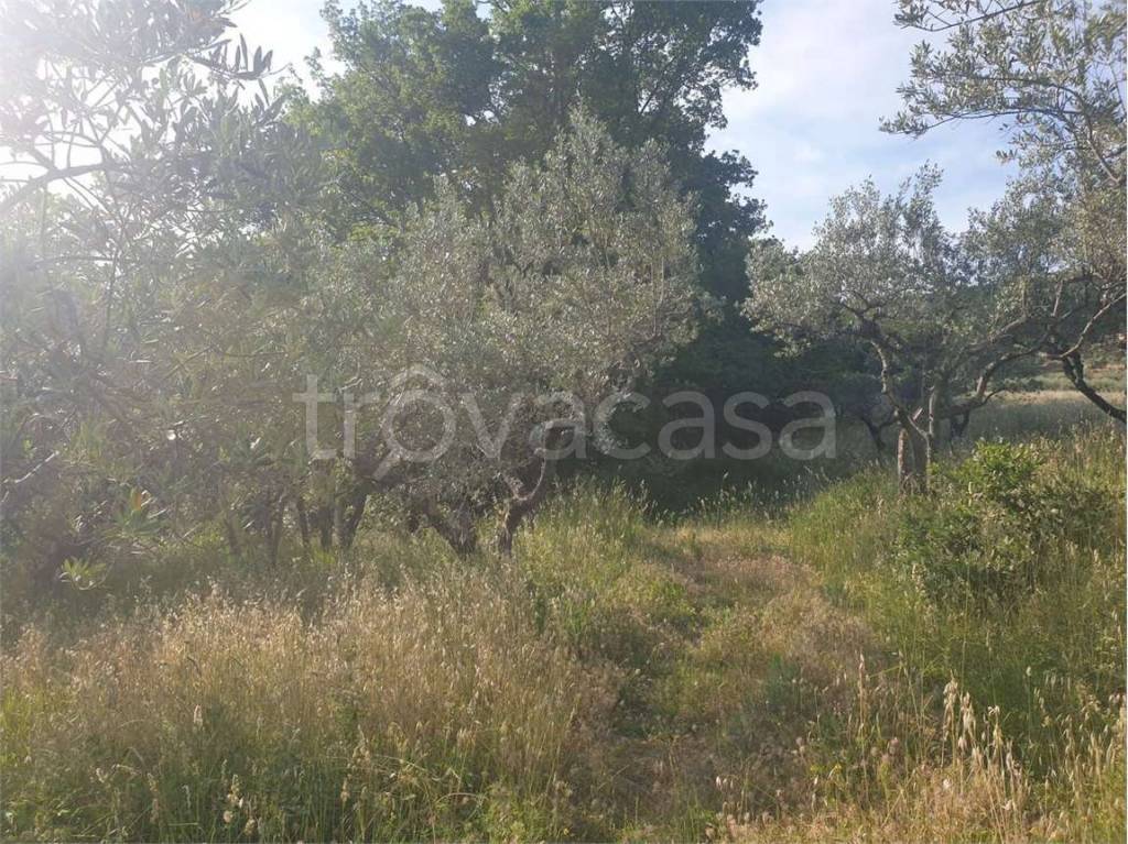 immagine annuncio 3 di 8