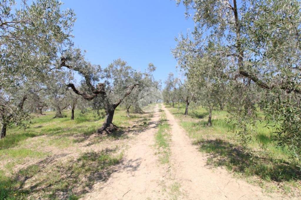 immagine annuncio 3 di 12