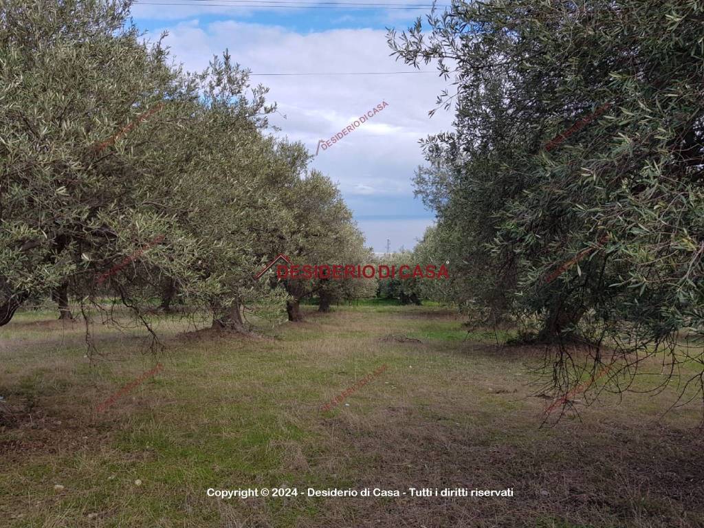 Terreno Agricolo in vendita a Termini Imerese sp121