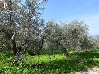 Terreno agricolo in vendita a bagno a ripoli via di montisoni, snc