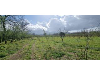 Terreno agricolo in vendita a carbonara di nola via carpinelli tratto 2