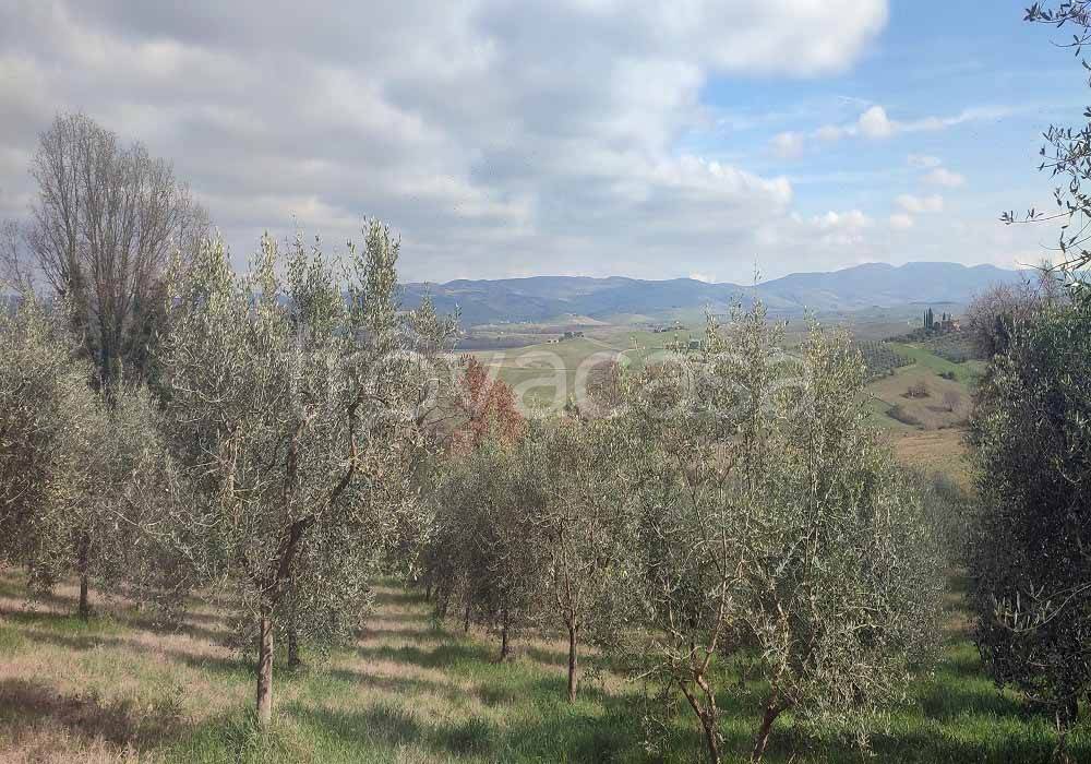 Terreno Agricolo in vendita a Castiglione d'Orcia