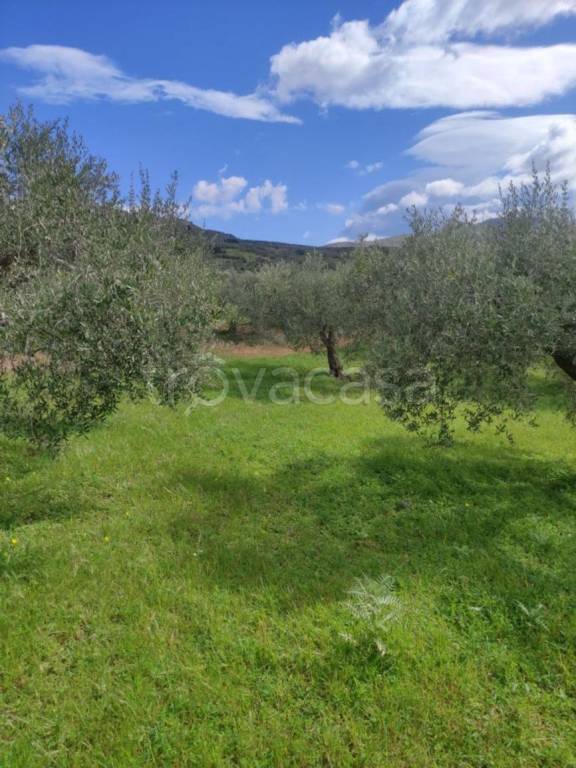 Terreno Agricolo in vendita a Casteldaccia strada Provinciale della Traversa