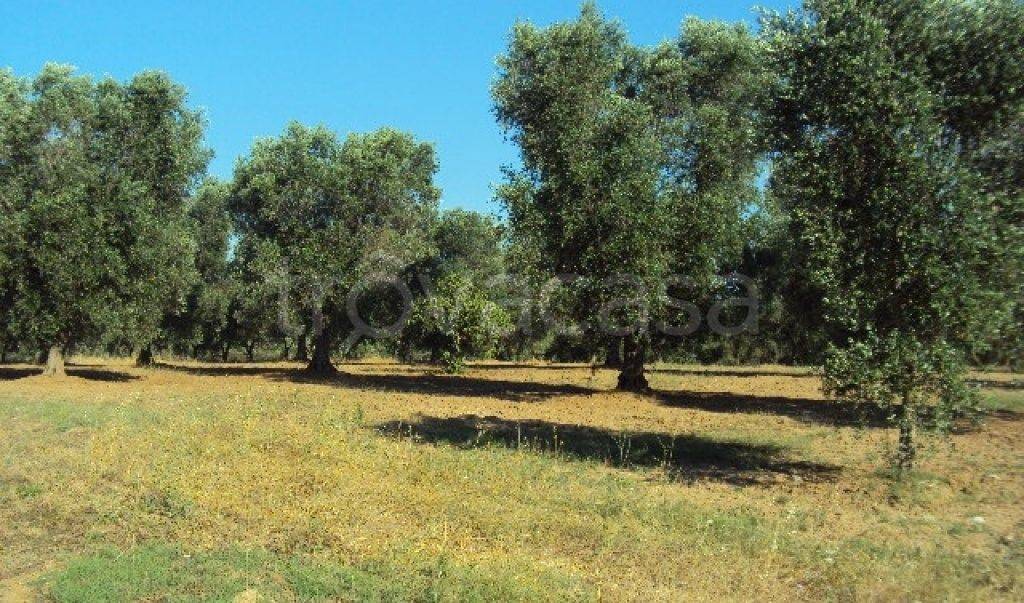 Terreno Agricolo in vendita a Luzzi contrada Boccalupo, 3