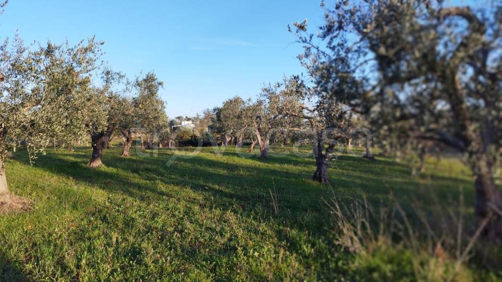 immagine annuncio 4 di 9