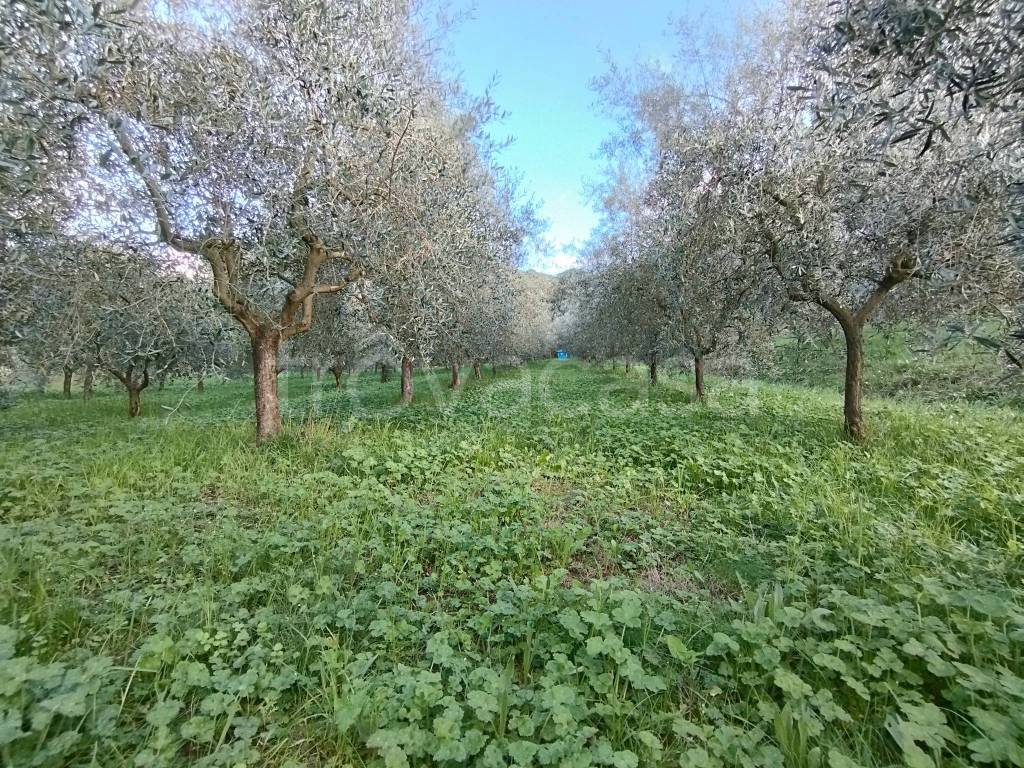 Terreno Agricolo in vendita a Quarrata via Vecchia Fiorentina Tronco 2