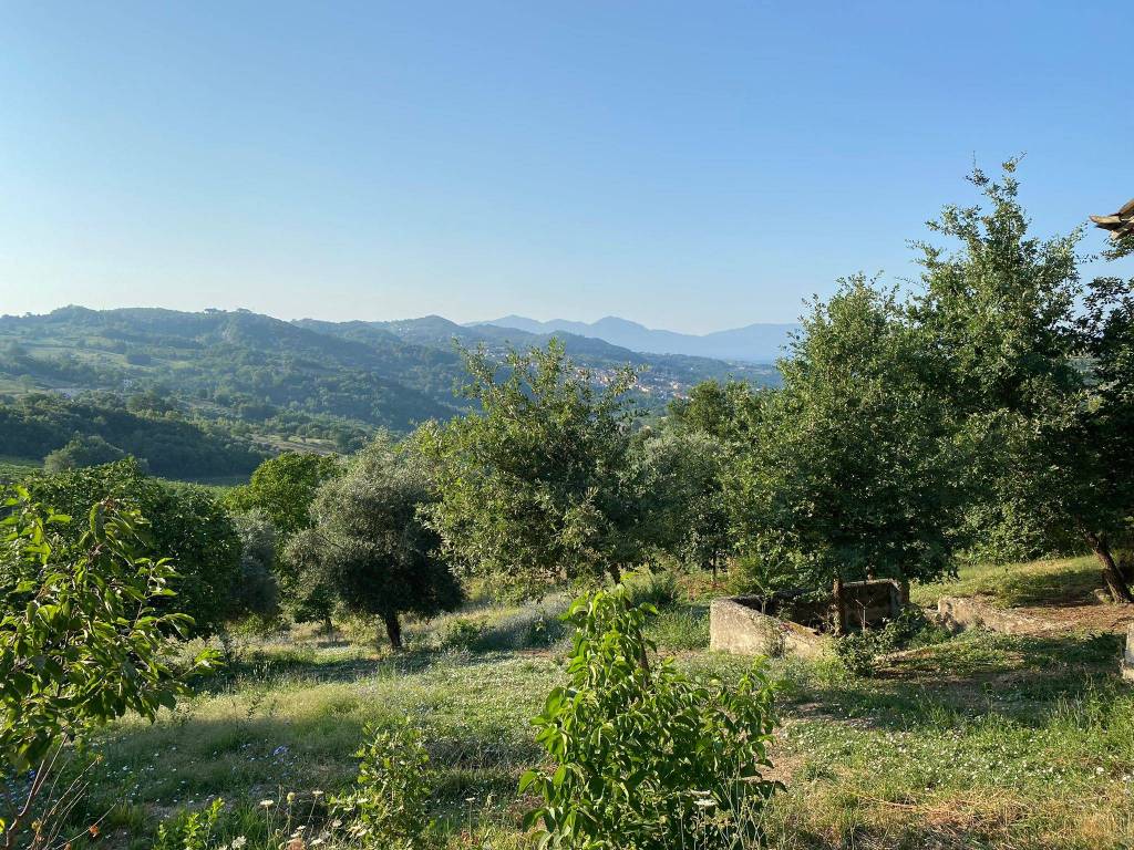 immagine annuncio 6 di 12