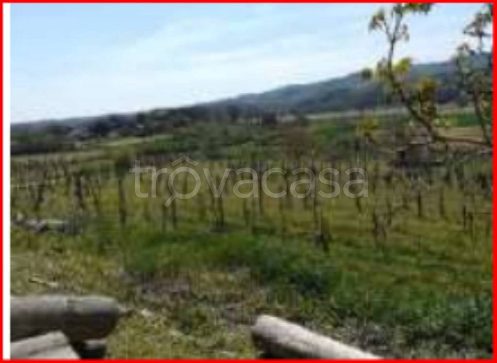 Terreno Agricolo in vendita a Civitella in Val di Chiana località Caggio