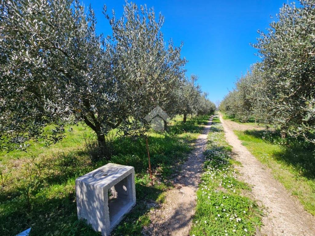 immagine annuncio 2 di 12