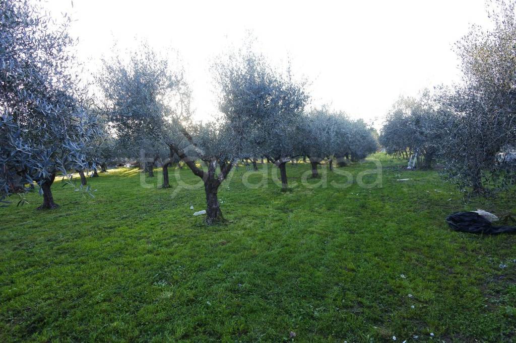 immagine annuncio 4 di 9