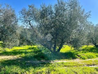 Terreno agricolo in vendita a soriano nel cimino località santarello