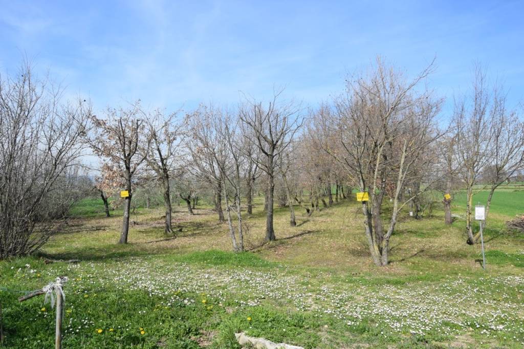 Terreno Agricolo in vendita a Foligno via della Rotta