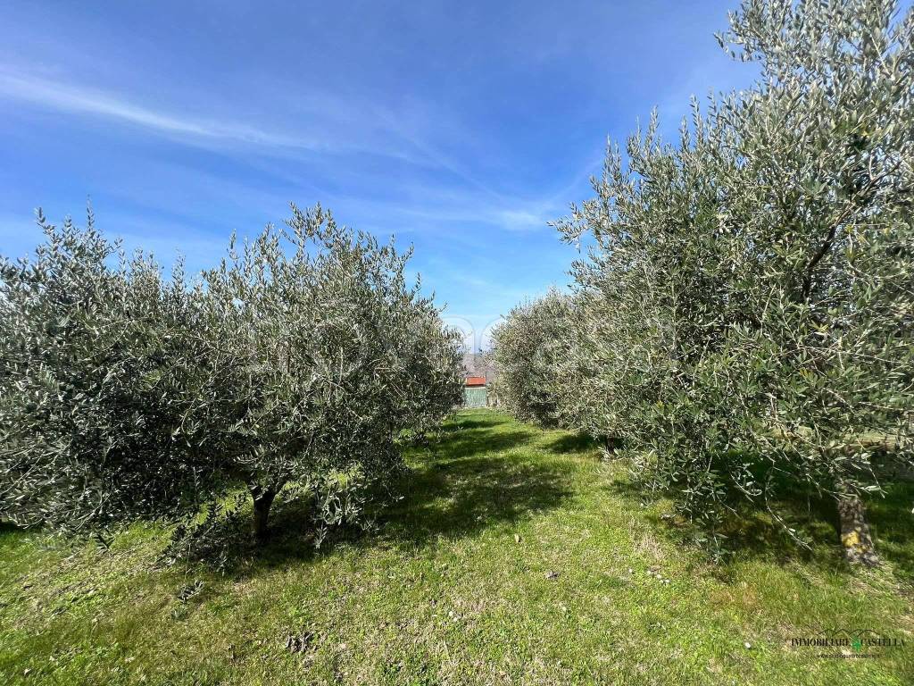 immagine annuncio 2 di 11
