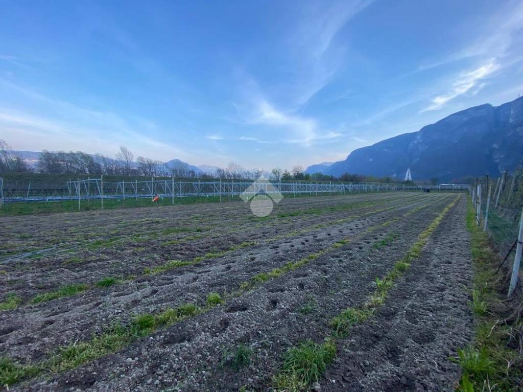 Terreno Agricolo in vendita a Terre d'Adige destra adige