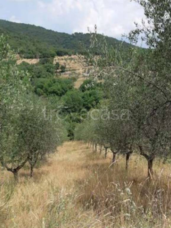 Terreno Agricolo in vendita a Figline e Incisa Valdarno via Aretina in Figline Valdarno