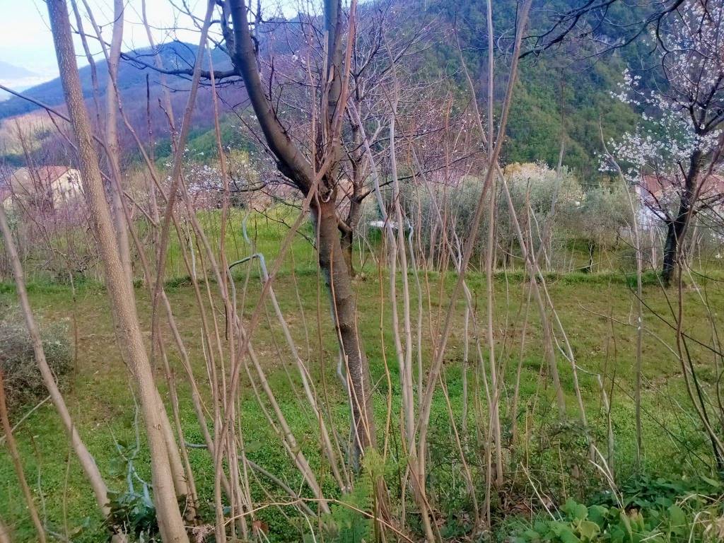 immagine annuncio 5 di 12
