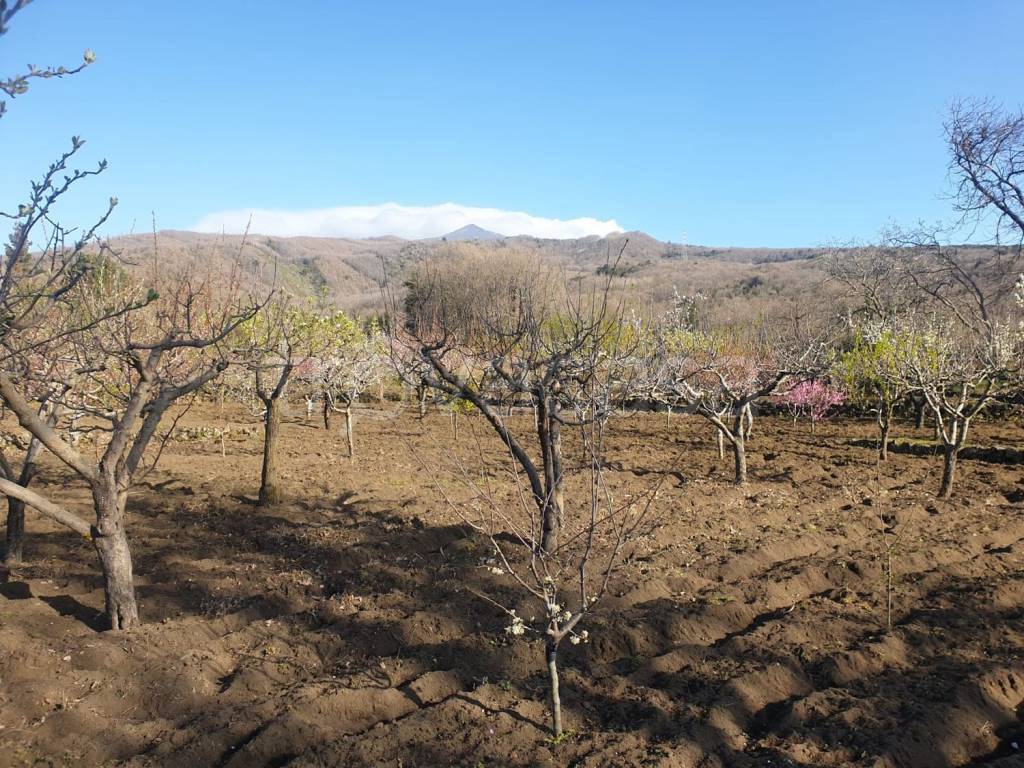 Terreno Agricolo in vendita a Pedara via Tarderia