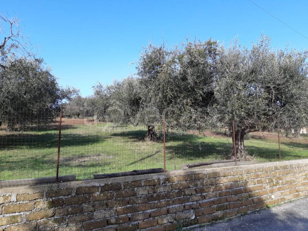 immagine annuncio 3 di 12
