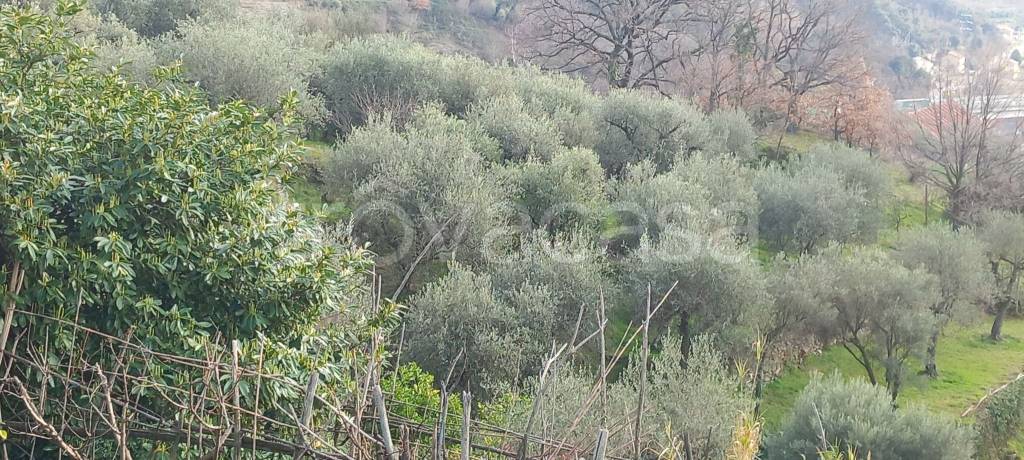 immagine annuncio 4 di 6