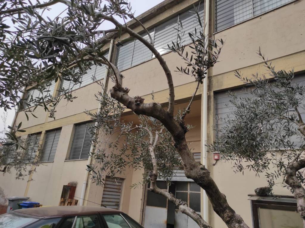 immagine annuncio 4 di 13