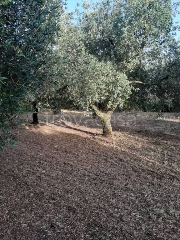 immagine annuncio 4 di 7