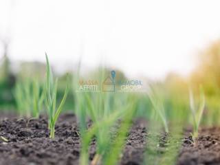 Terreno agricolo in affitto a massa viale della repubblica, 78