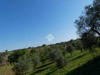 Terreno agricolo in vendita a pisticci via contrada caporotondo, 1