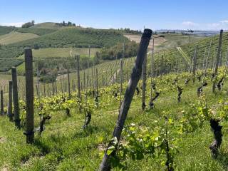 Terreno agricolo in vendita a barbaresco via torino