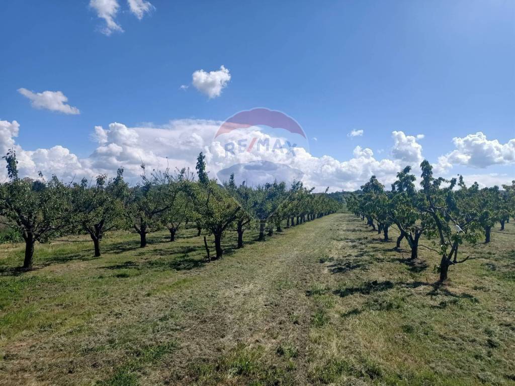 immagine annuncio 4 di 12