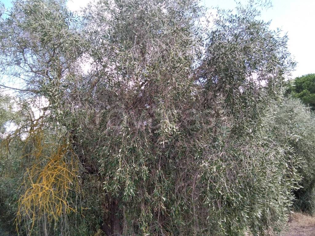 immagine annuncio 4 di 11