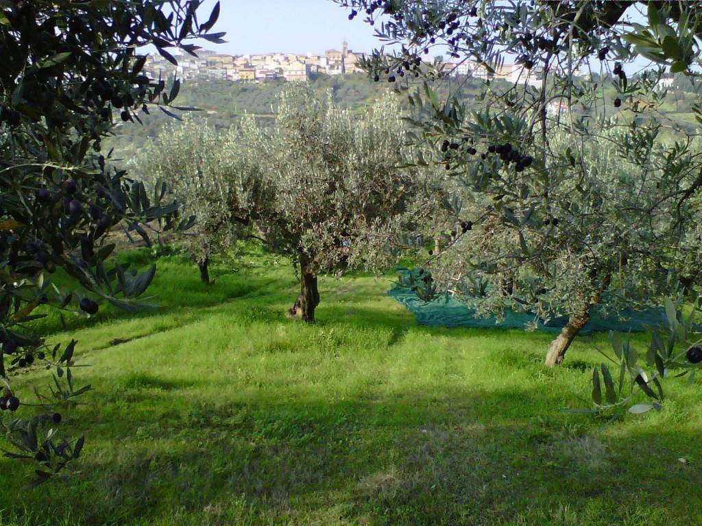 immagine annuncio 2 di 8