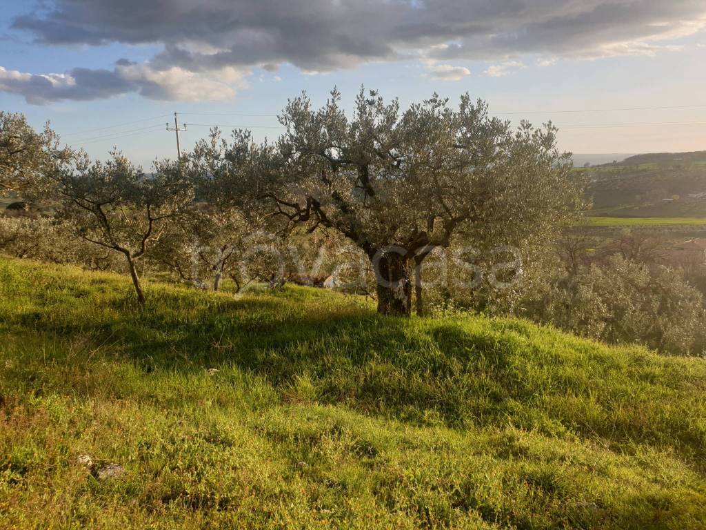 immagine annuncio 2 di 11