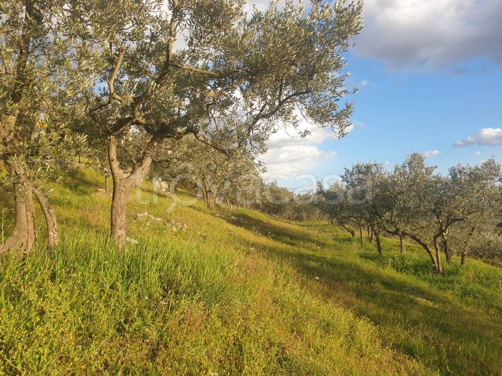 immagine annuncio 3 di 11