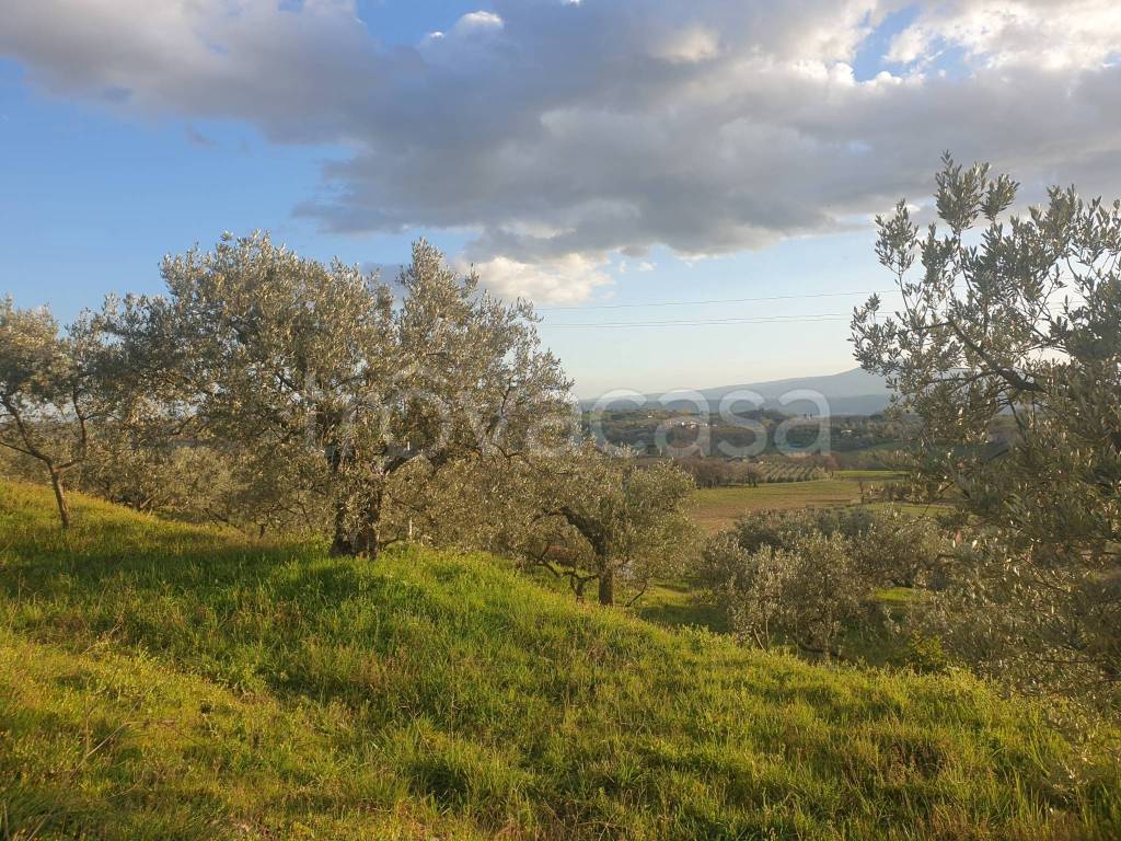 immagine annuncio 4 di 11