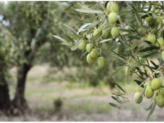 Terreno agricolo in vendita a colceresa via collalto