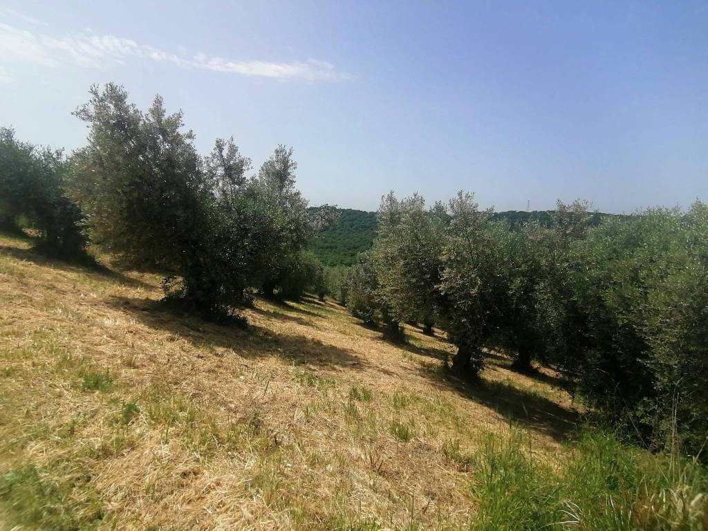 immagine annuncio 7 di 12