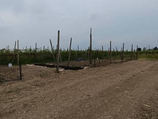 Terreno agricolo in affitto a castel maggiore via muraglia