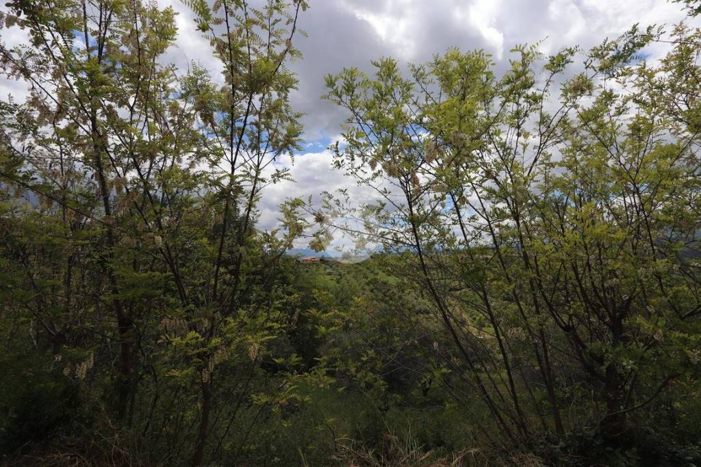 immagine annuncio 4 di 9